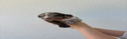 Sproodle dogs for sale: Three Beautiful Girls Remaining F1 Merle Sproodles - Advert 32