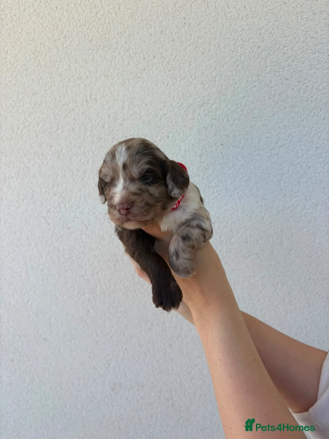 Sproodle dogs for sale: Three Beautiful Girls Remaining F1 Merle Sproodles - Advert 32