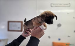 Jack Russell dogs for sale: Beautiful types of broken coated and smoothed  - Image 12