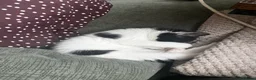 Mixed Breed cats for sale: 5 beautiful kittens in Norwich - Advert 3