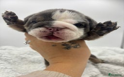 English Bulldog dogs for sale: 10 British Bulldog puppies 🐶  - Image 17