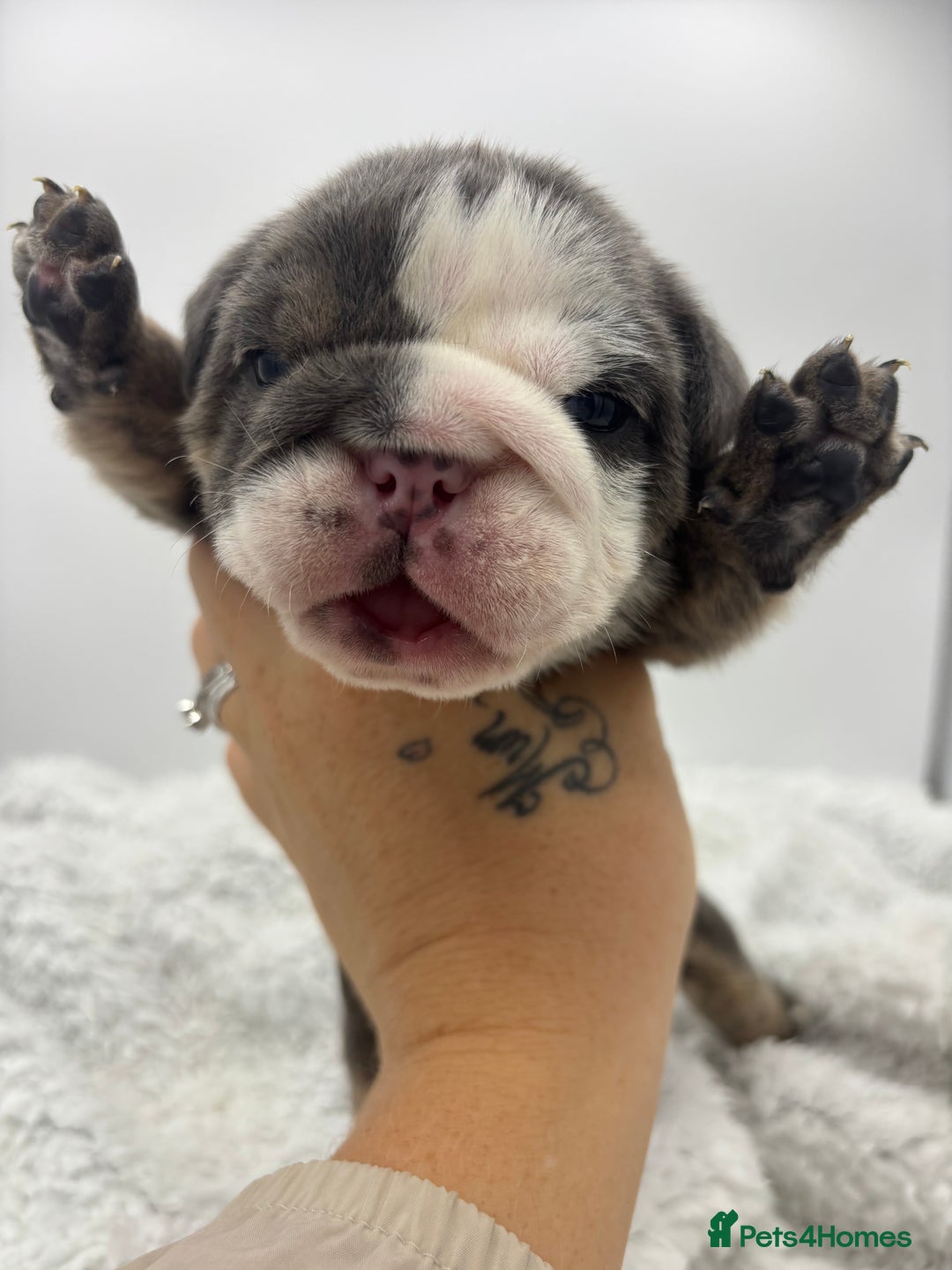 English Bulldog dogs for sale: 10 British Bulldog puppies 🐶  - Image 17