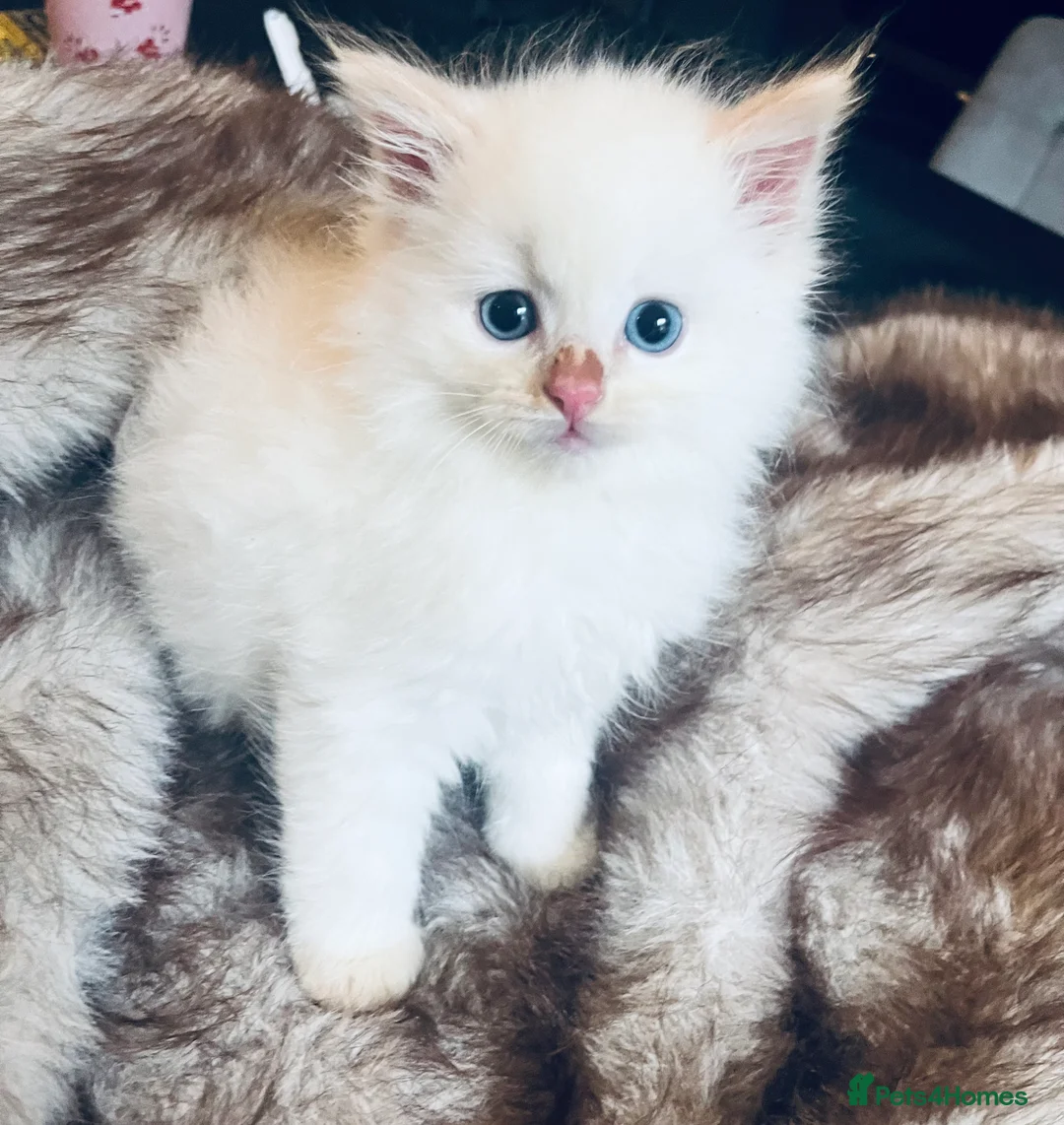 Ragdoll cats for sale: Beautiful ragdoll babies  - Advert 7