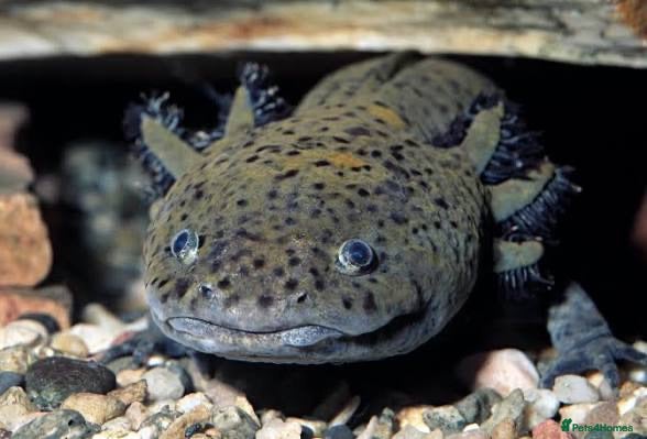 Axolotl reptiles Axolotl going for 50 pounds  - Advert 2