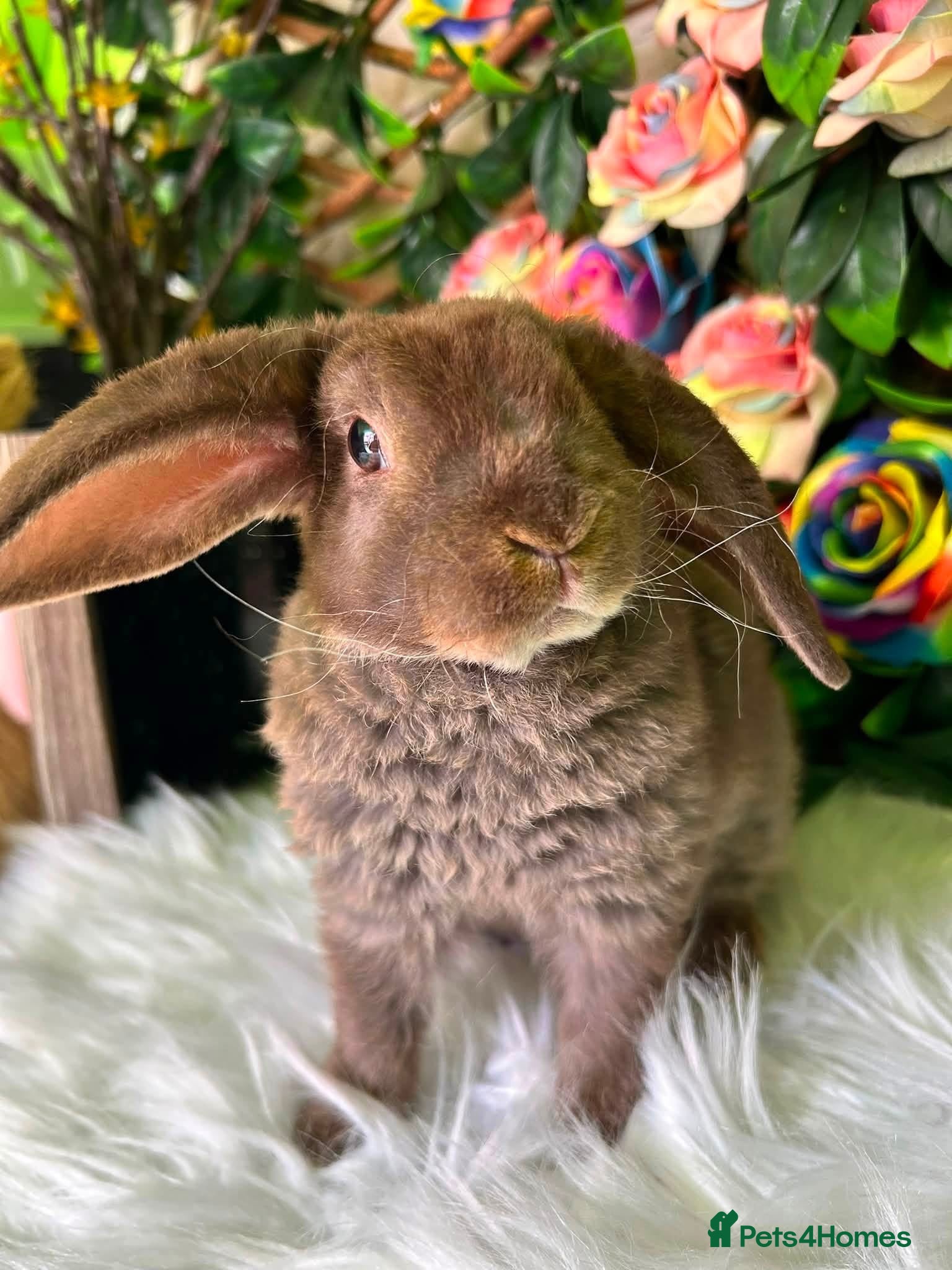 Mini Lop rabbits 🦋 Mini plush lop Babys 🦋 - Advert 1
