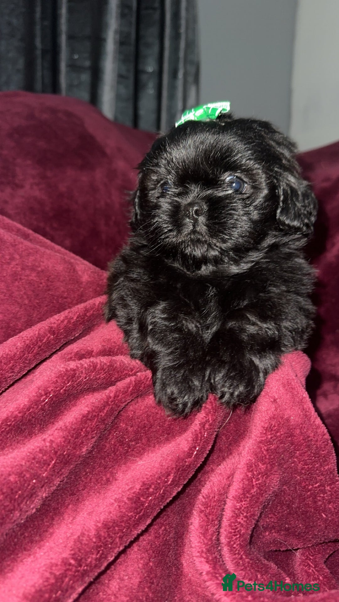 Shih Tzu dogs for sale: Shih Tzu Puppies  - Image 9