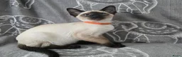 Siamese cats for sale: Adorable siamese kittens. in Blackwood - Advert 15
