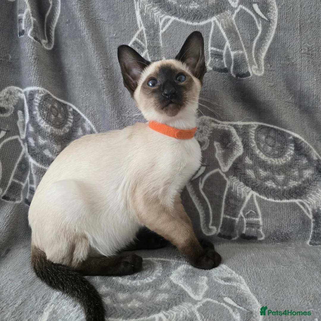 Siamese cats for sale: Adorable siamese kittens. in Blackwood - Advert 15