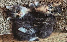 Maine Coon cats for sale: Maine Coon kittens  - Image 2