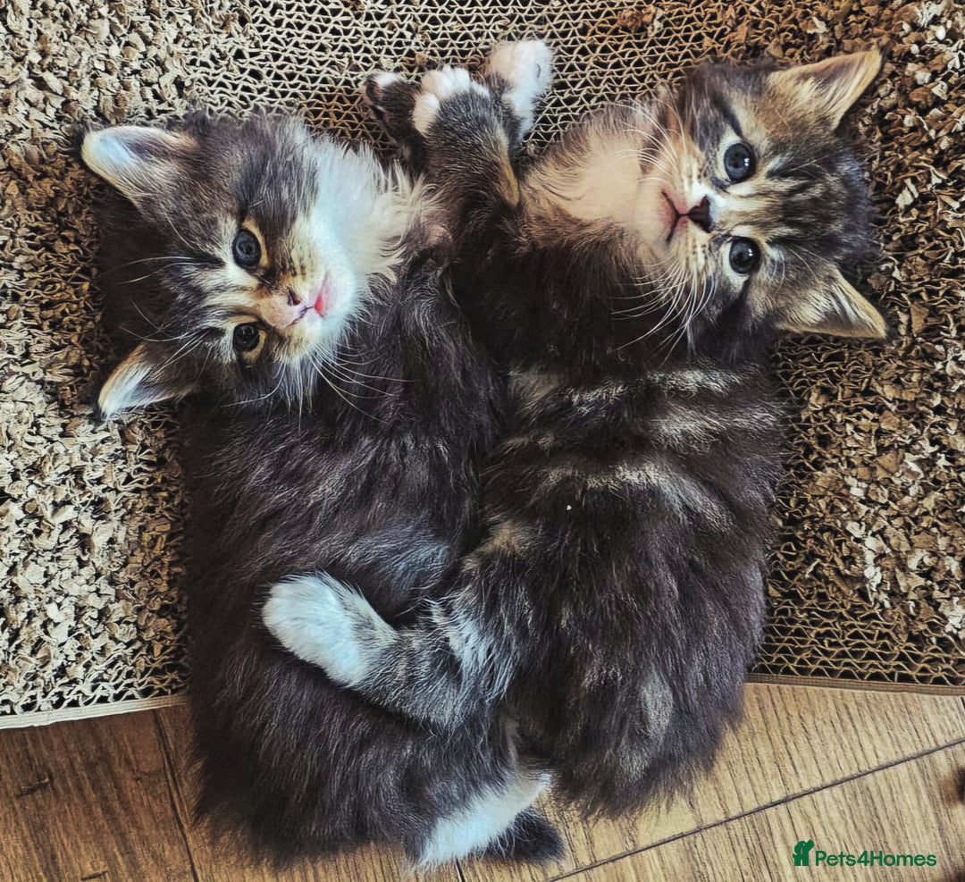 Maine Coon cats for sale: Maine Coon kittens  - Image 2