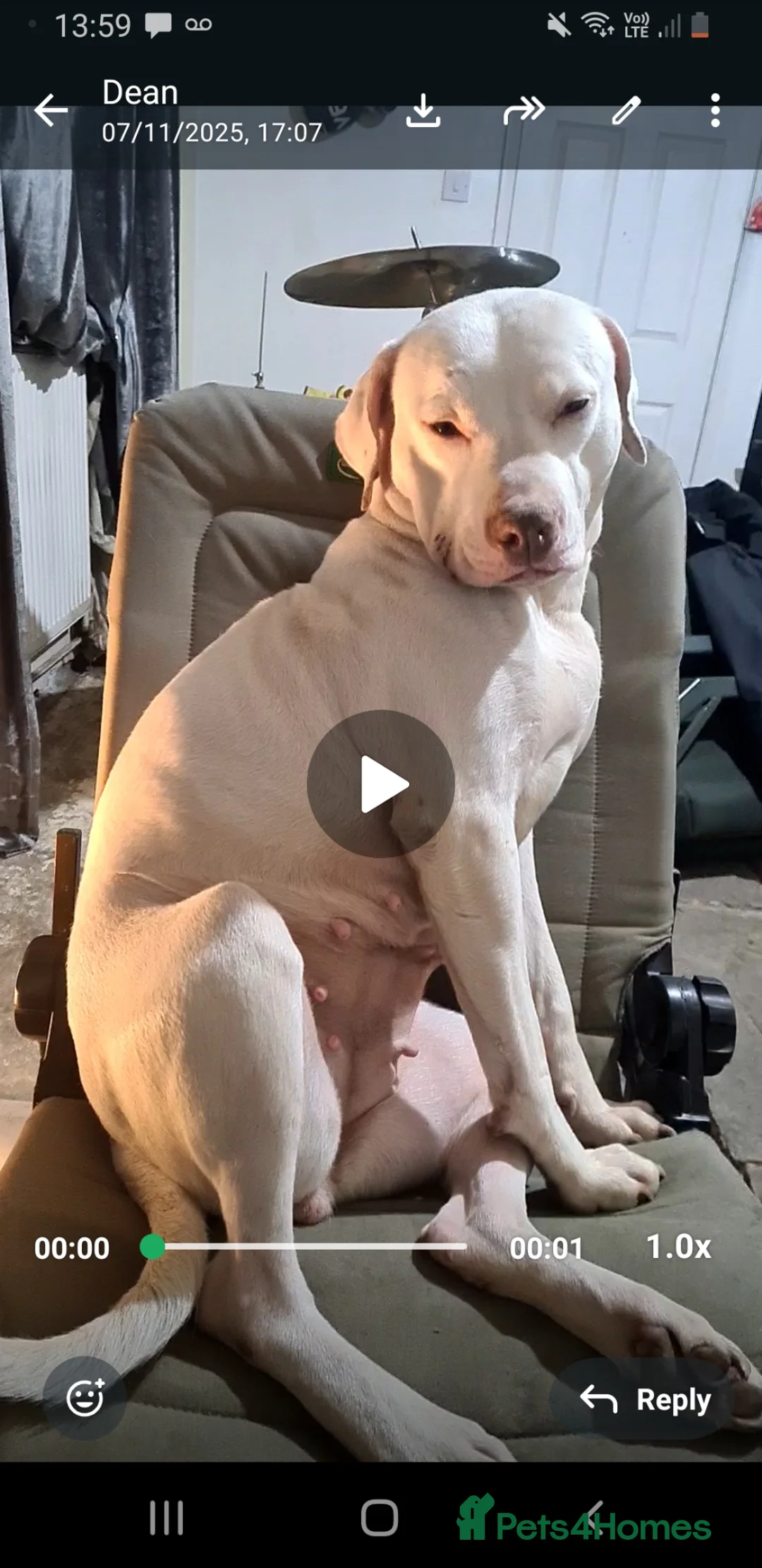 Mixed Breed dogs for sale: Dutch Sheperd x Staffy (8 months old) - Advert 1