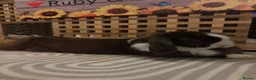 Mini Lop rabbits for sale: Ruby and Rupert  in Birkenhead - Advert 5