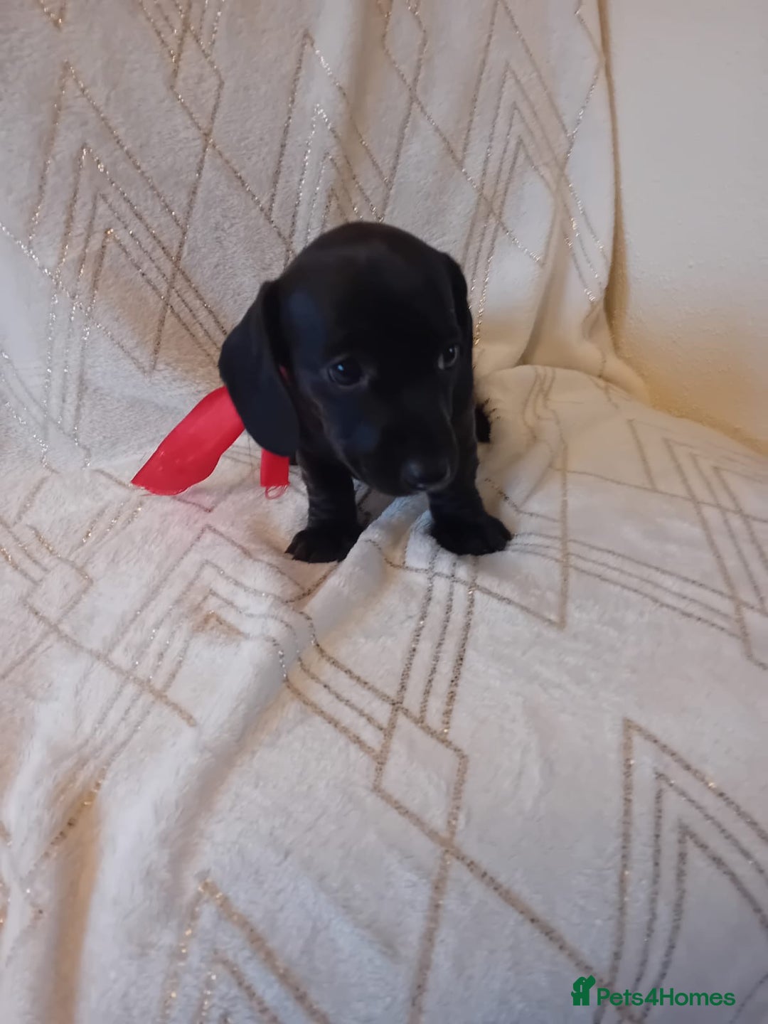 Dachshund dogs for sale: Dachshund puppies  - Advert 2