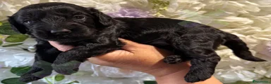 Cockapoo 1