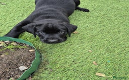 Labrador Retriever dogs for sale: Labrador pups - Image 3