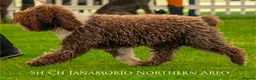 Spanish Water Dog dogs for sale: Spanish water dog  - Advert 20
