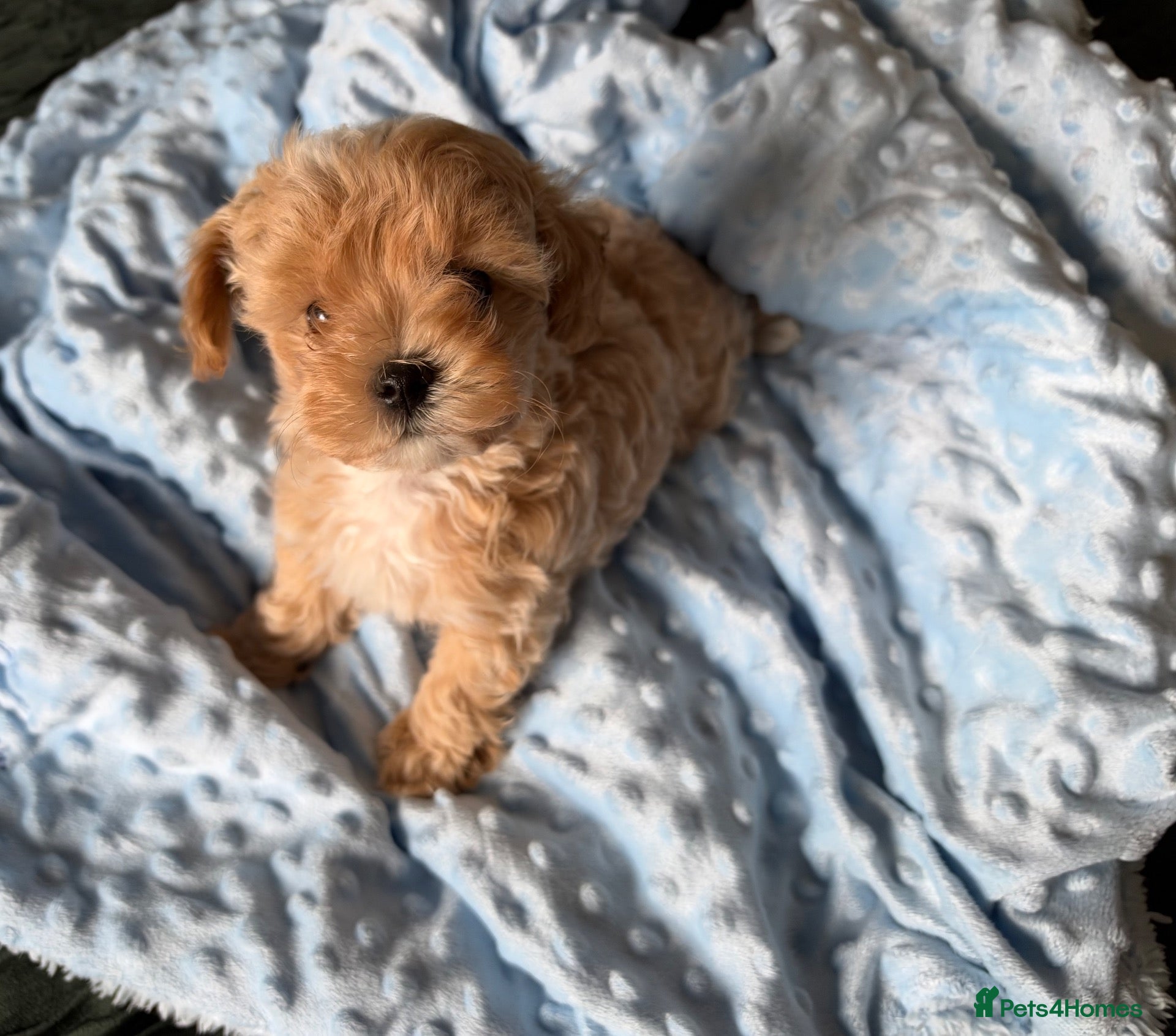 Maltipoo dogs for sale: 💙 Last Tiny F1 Maltipoo Boy 💙 - Advert 17