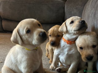 Labrador Retriever dogs 8 Beautiful Golden Labrador Puppies - Advert 3