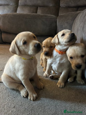 Labrador Retriever dogs 8 Beautiful Golden Labrador Puppies - Advert 3