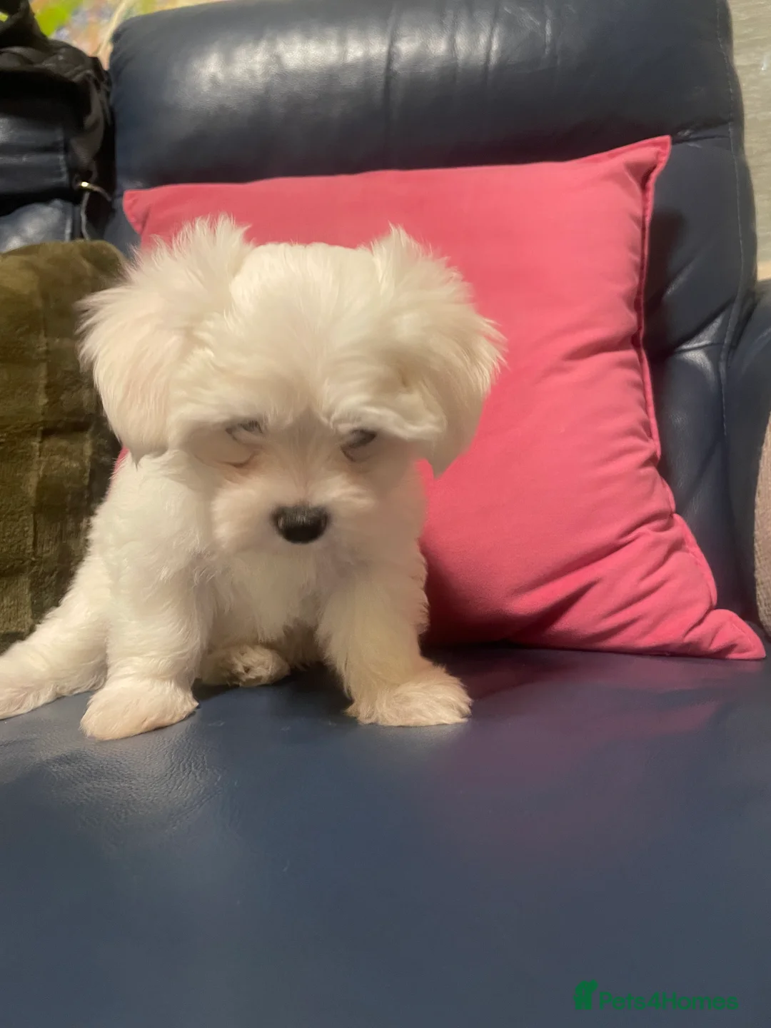 Maltese dogs for sale: Maltese in Tunbridge Wells - Advert 2