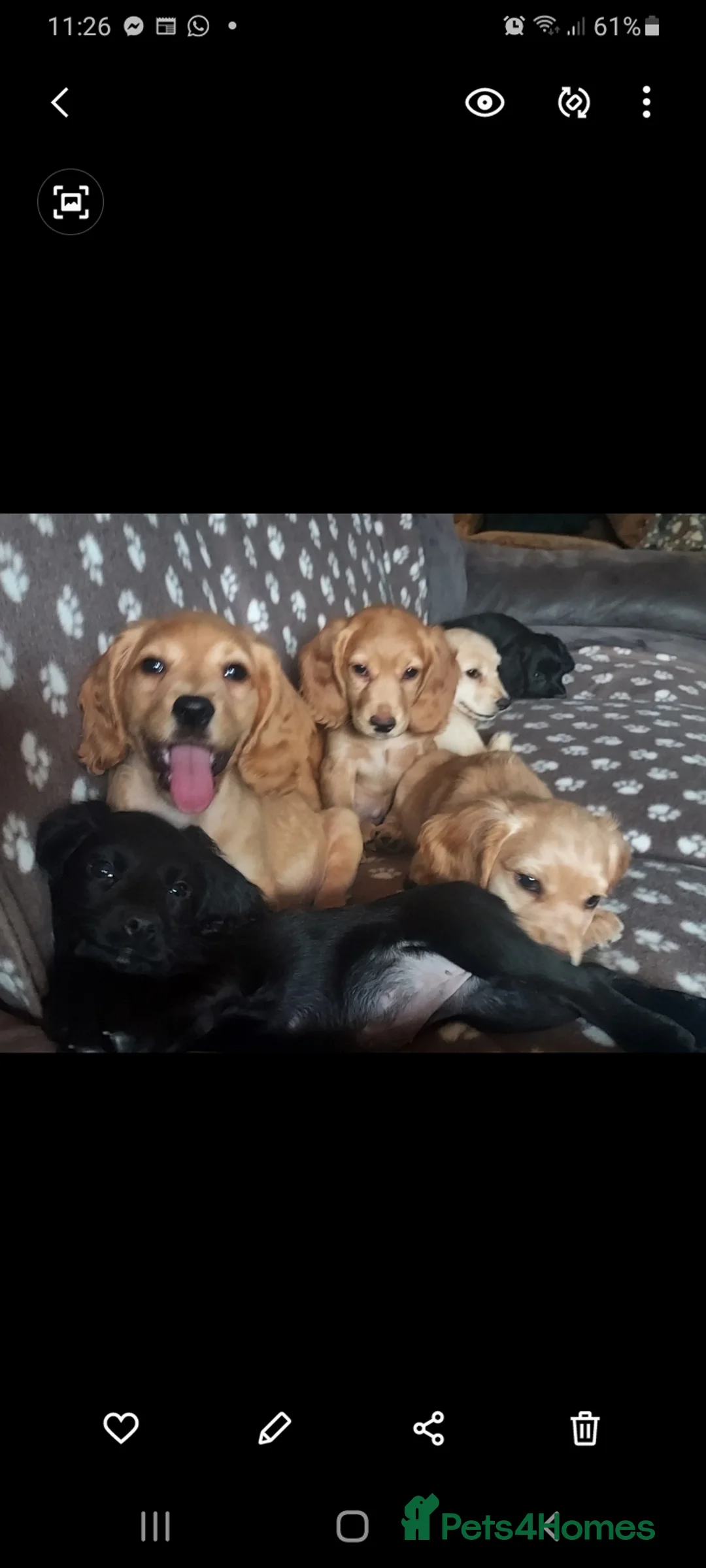 Cocker Spaniel dogs for stud: Kc health tested cocker spaniel at stud - Advert 7