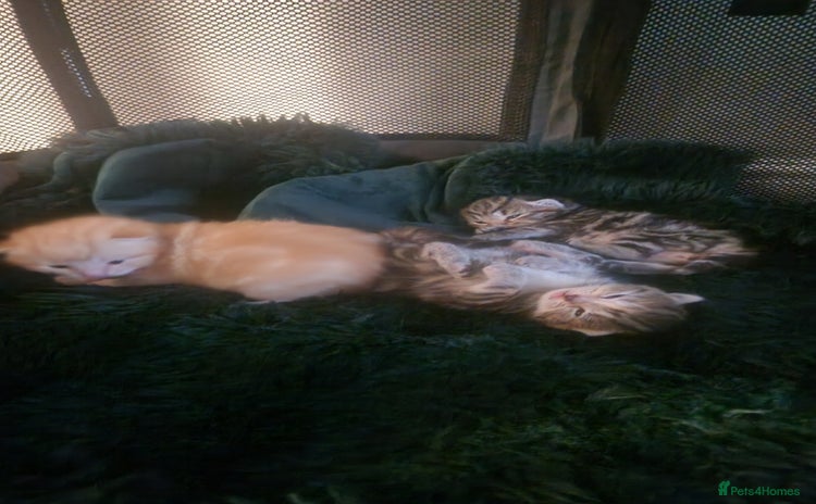 Siberian cats - Advert 1
