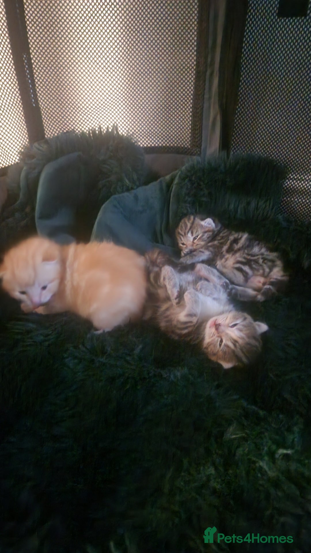 Siberian cats for sale: Siberian/bengal cross - Image 1