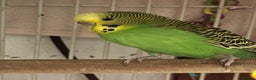 Budgerigars birds for sale: 3 budgies + cage - Advert 3