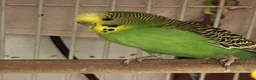 Budgerigars birds for sale: 3 budgies + cage - Advert 3