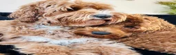 Australian Labradoodle dogs for sale: **MR BRINKLEY'S GENUINE ALD PUPPIES** - Advert 33