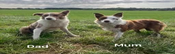 Border Collie dogs for sale: Red / White + Red Merle Border Collie Puppies - Advert 2