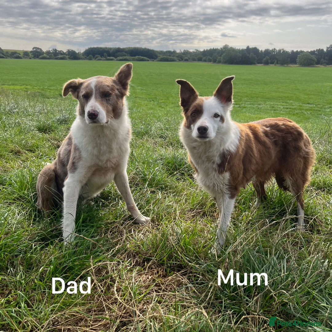 Border Collie dogs for sale: Red / White + Red Merle Border Collie Puppies - Advert 2