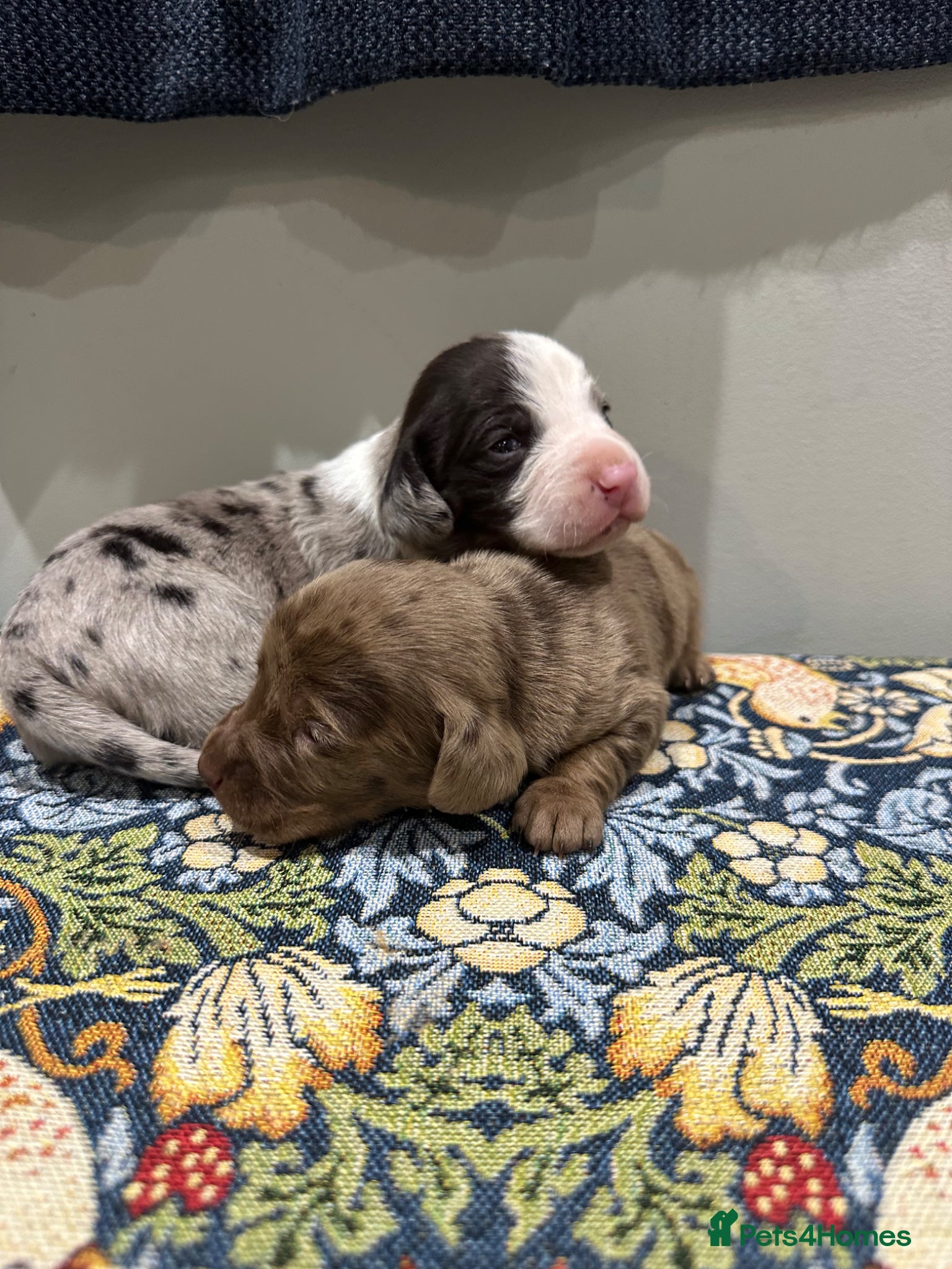 Mixed Breed dogs Miniature dockers ( mini dachshundxcocker spaniel - Advert 1