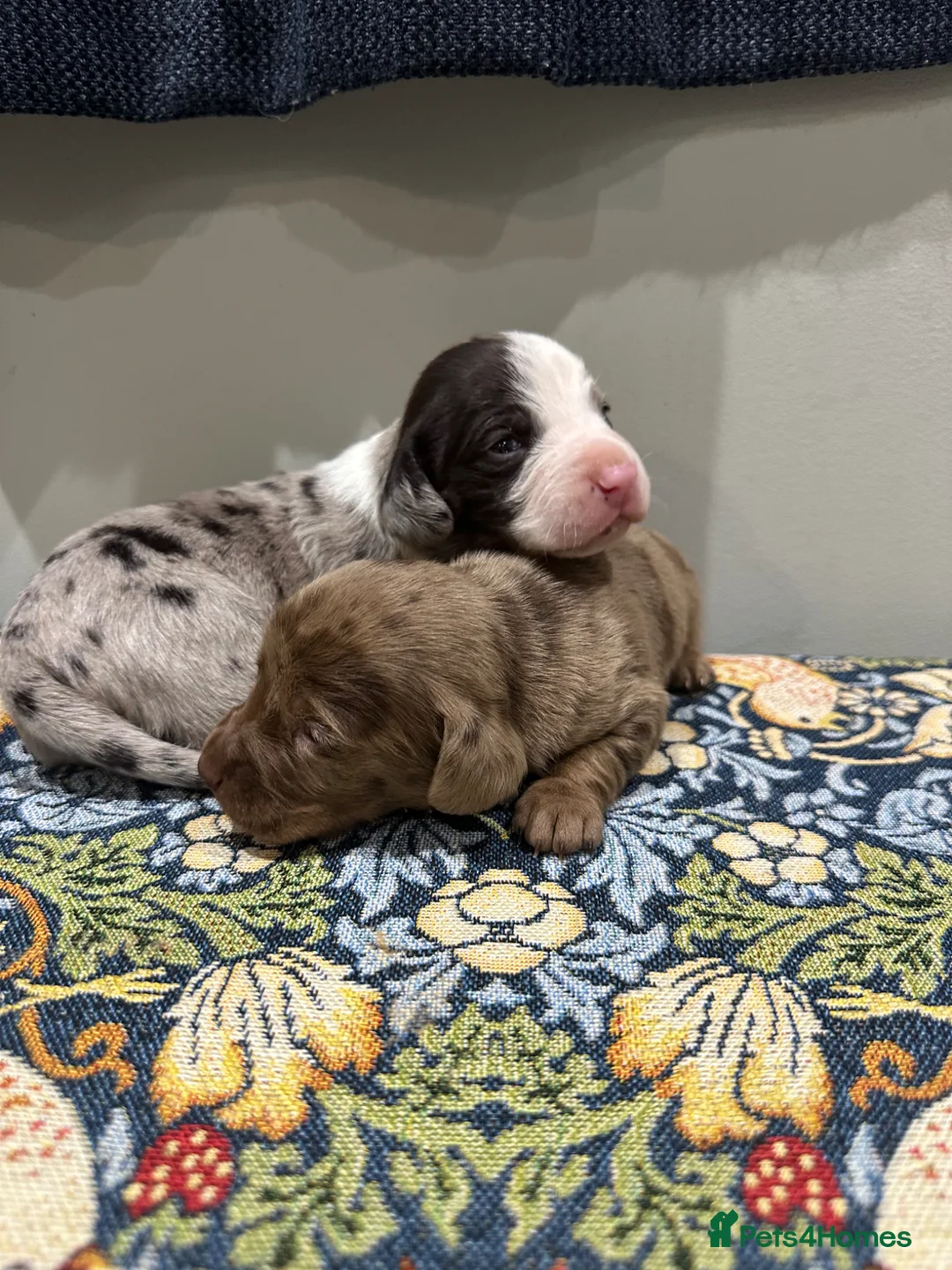 Mixed Breed dogs for sale: Miniature dockers ( mini dachshundxcocker spaniel - Advert 1