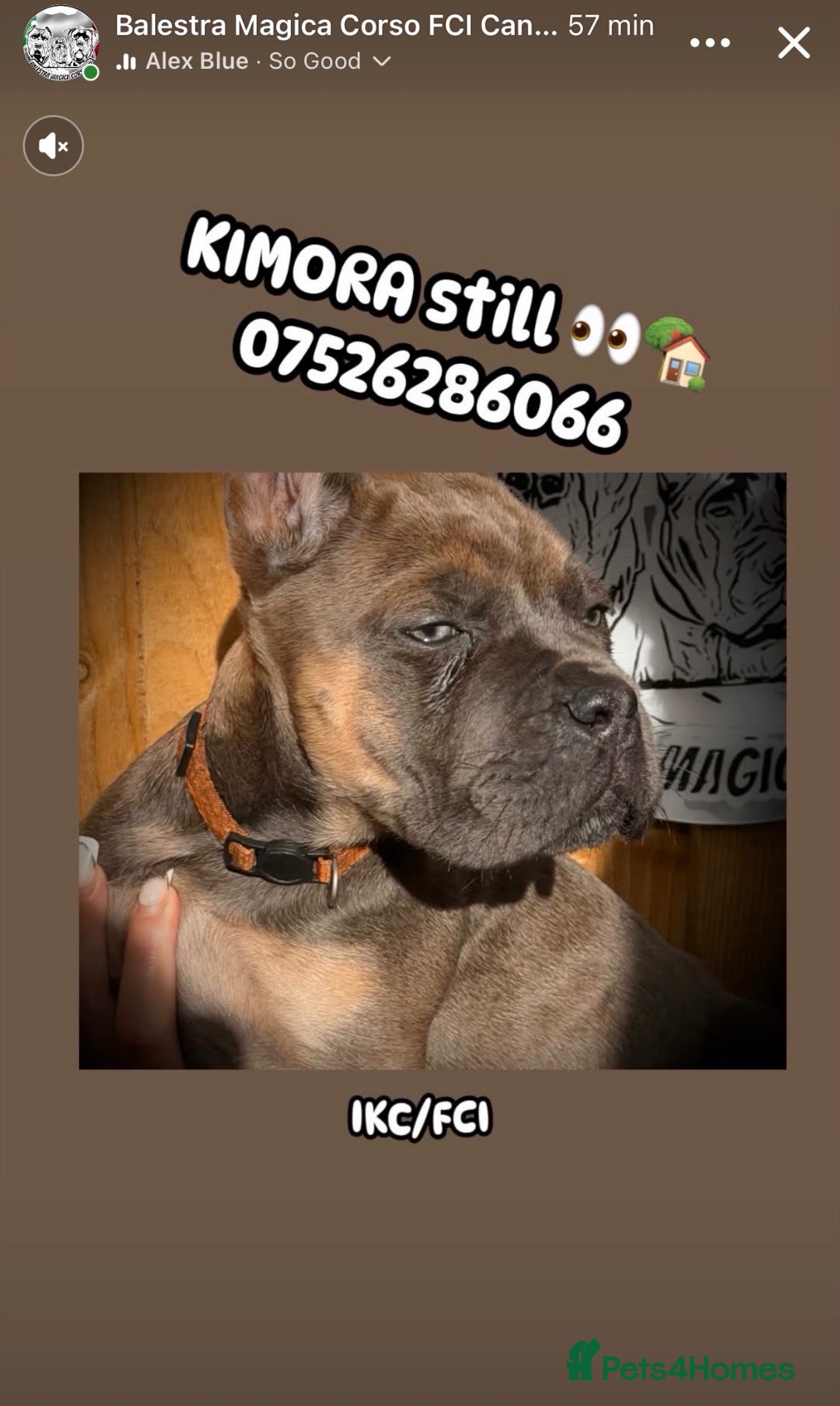 Cane Corso dogs 🐾 Balestra Magica Corso – Litter “K” 🐾 IKC/FCI - Advert 1