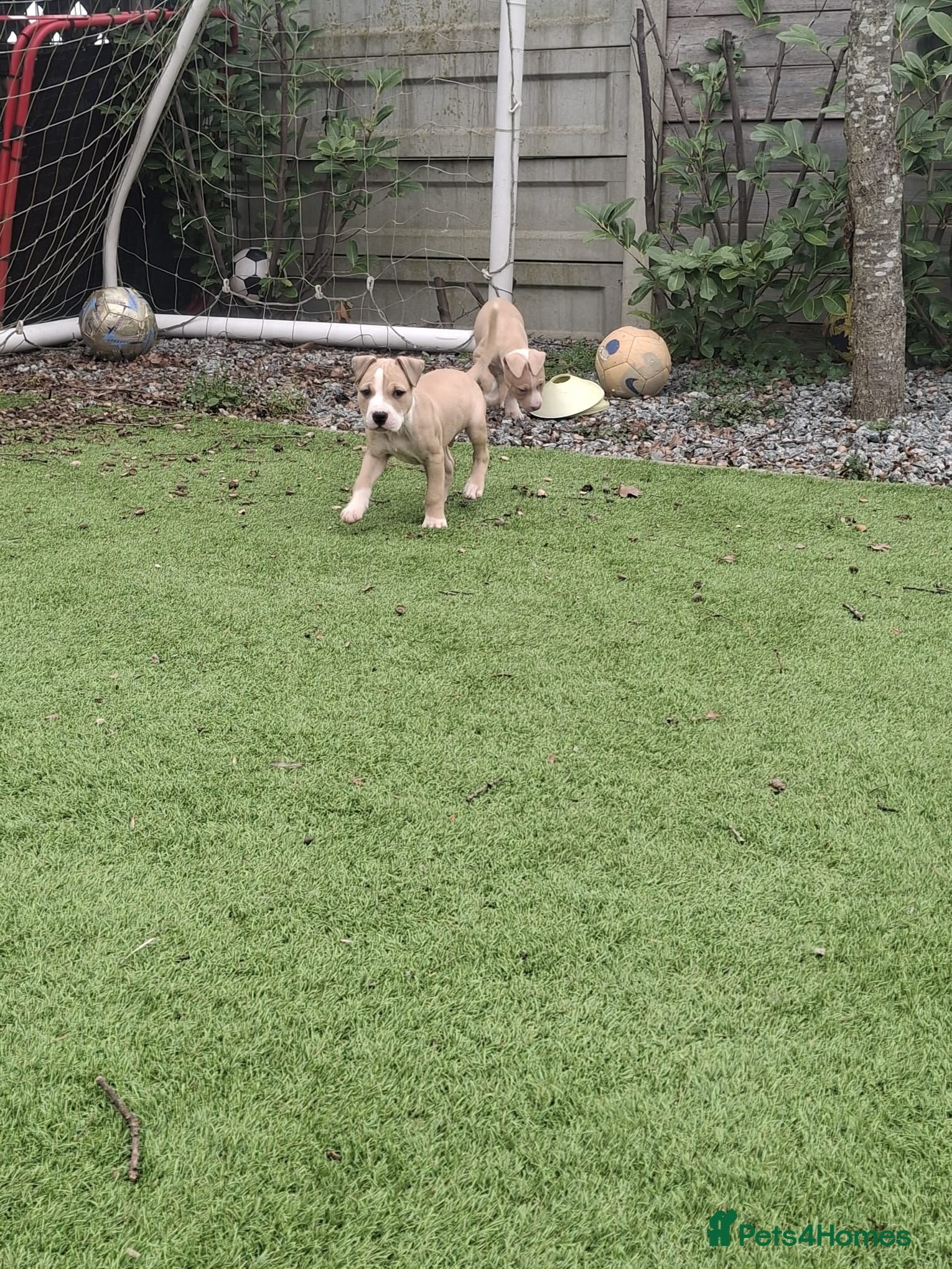 Staffordshire Bull Terrier dogs Staffy pups - Advert 14