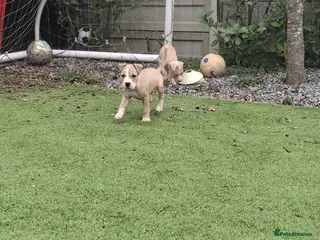 Staffordshire Bull Terrier dogs Staffy pups - Advert 14