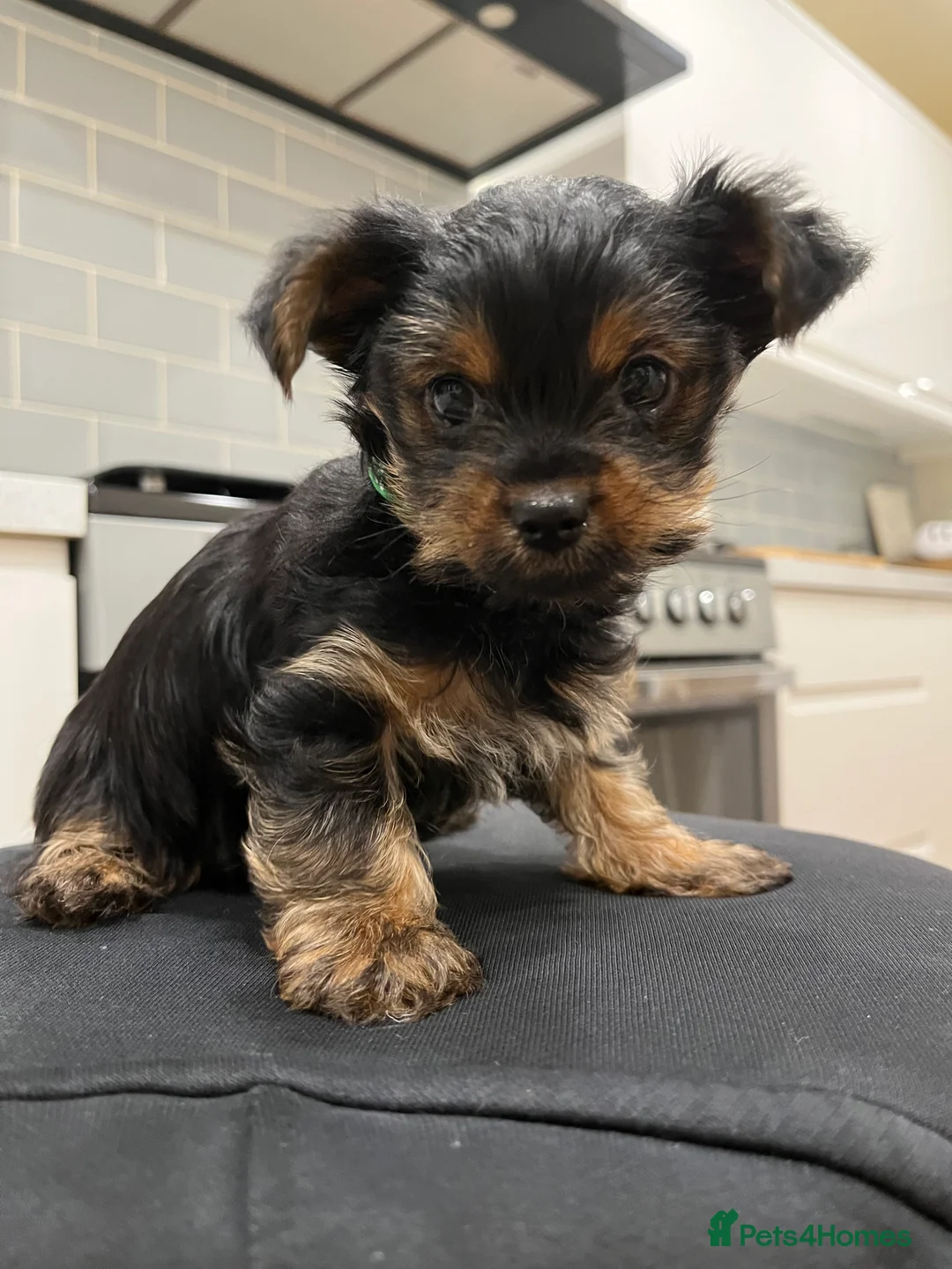 Yorkshire Terrier dogs for sale: READY NOW !! MINI YORKSHIRE TERRIERS FOR SALE - Advert 18