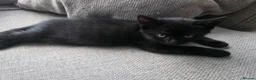 British Shorthair cats for sale: Bsh mixed kittens - Advert 4