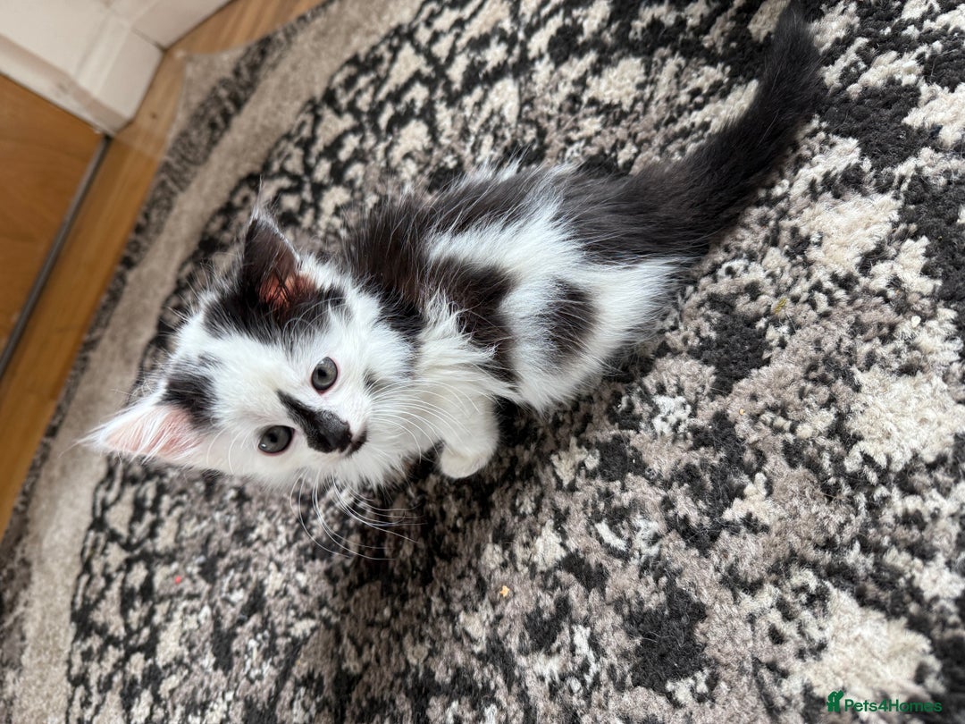 Mixed Breed cats for sale: 4 kittens ready to be homed - Image 3