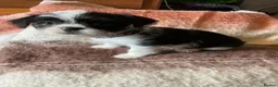 Malshi dogs for sale: 5 Beautiful Malshi Puppies - Maltese x Shih tzu in Chesterfield - Advert 12