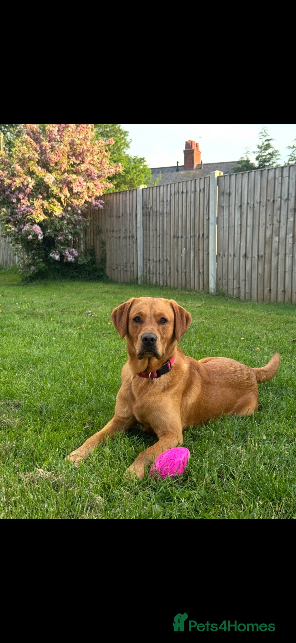 Goldador dogs Reggie  - Advert 1