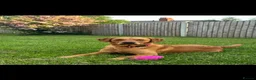 Goldador dogs for stud: Reggie  in Wrexham - Advert 1