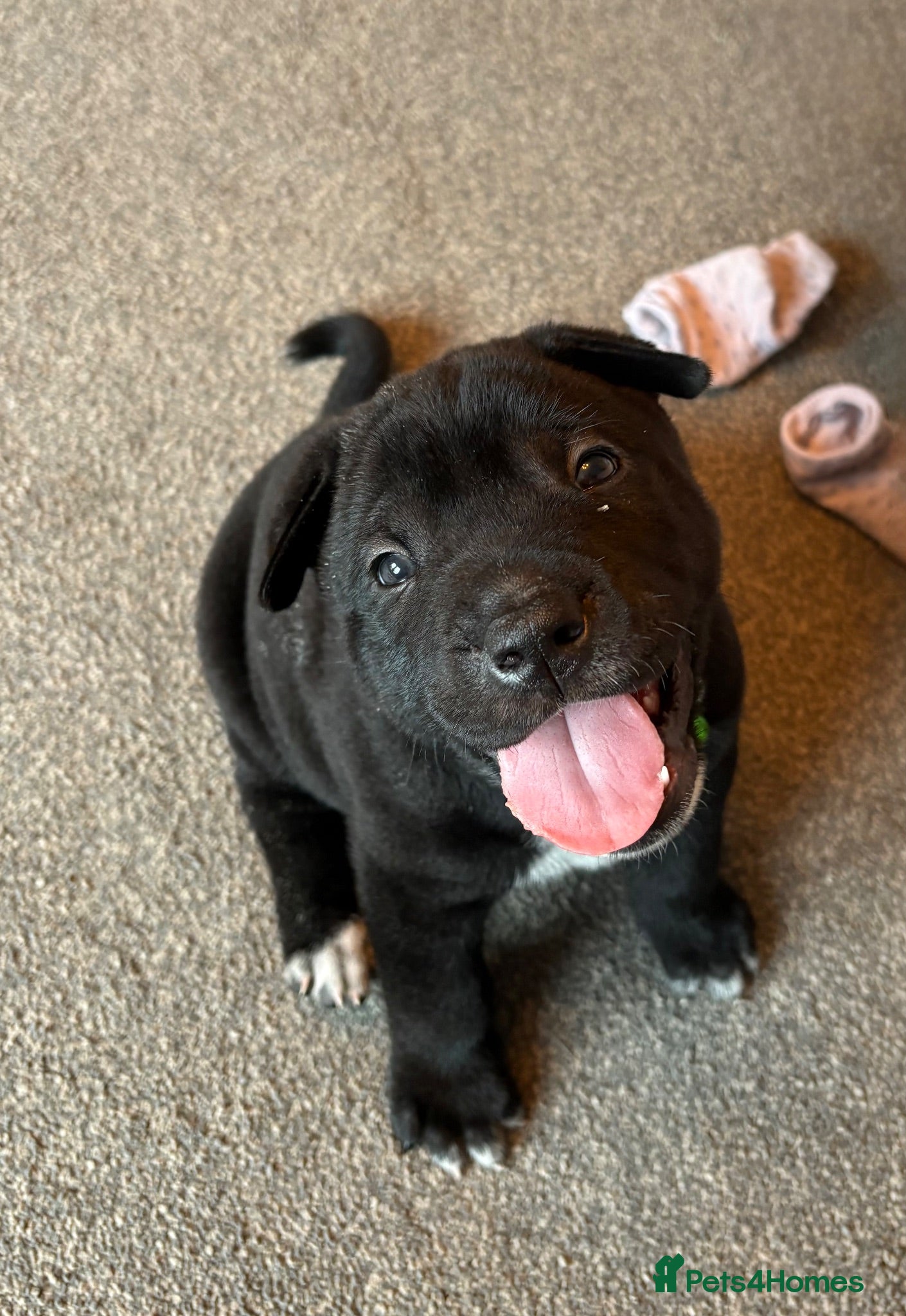 Mixed Breed dogs Shar pei X Akita puppy’s  - Advert 17