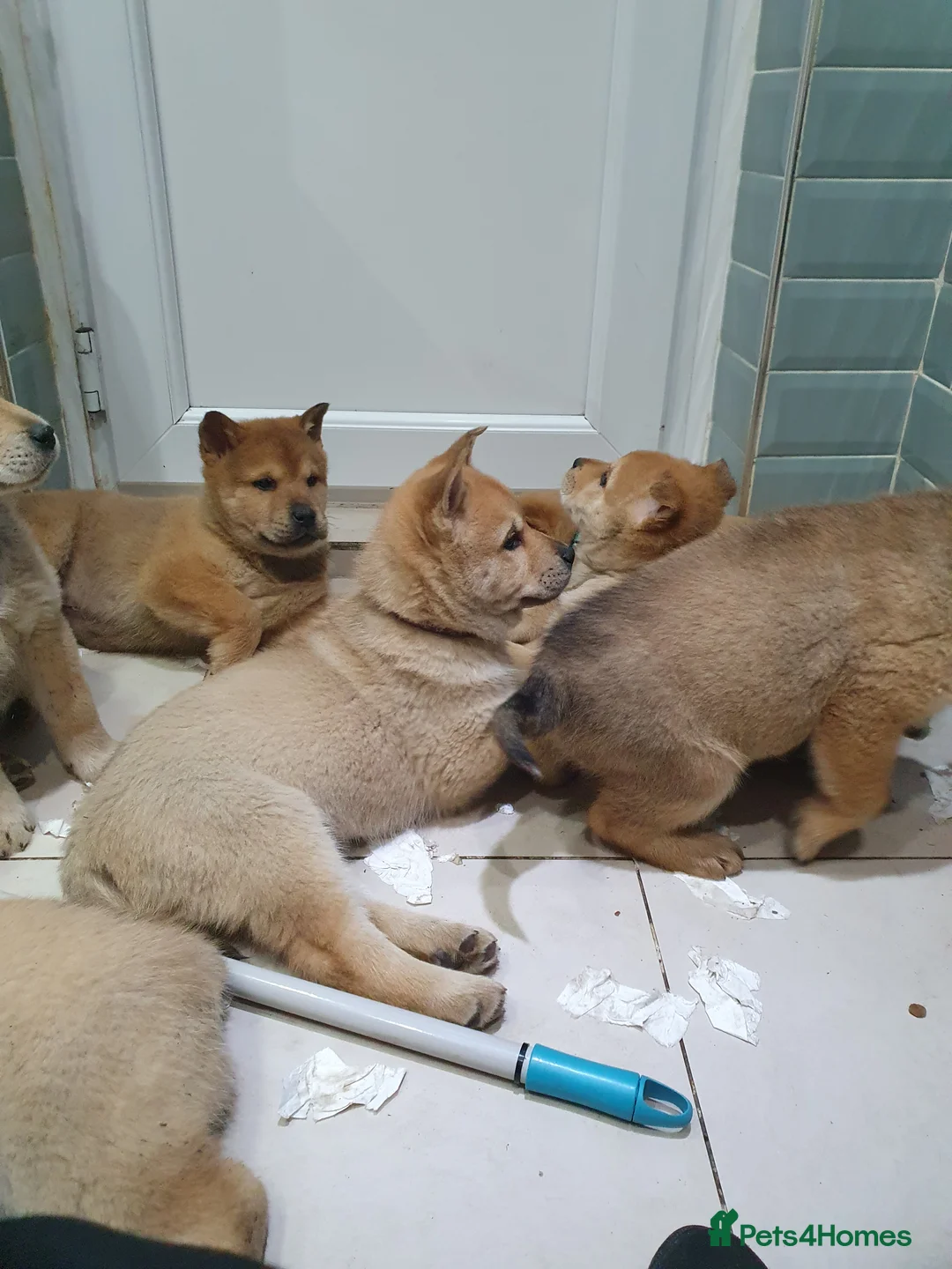 Mixed Breed dogs for sale: Last 3  pupies now £600 Chow Chow dad husky mum - Advert 6