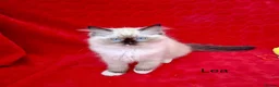 Ragdoll cats for sale: Purebread Ragdoll Kittens - TICA YORKSHIRE - Advert 9