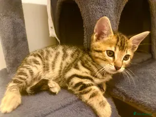 Bengal cats 1 gorgeous bengal boy kitten for sale - Advert 1