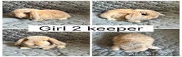 Mini Lop rabbits for sale: 2 beautiful baby mini lops ready to reserve - Advert 3