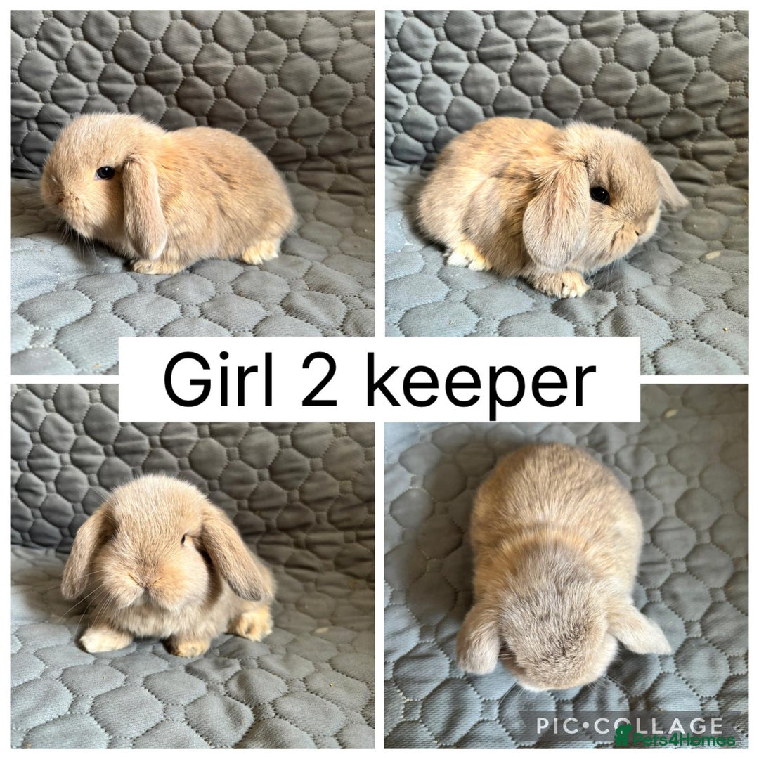 Mini Lop rabbits for sale: 2 beautiful baby mini lops ready to reserve - Advert 3