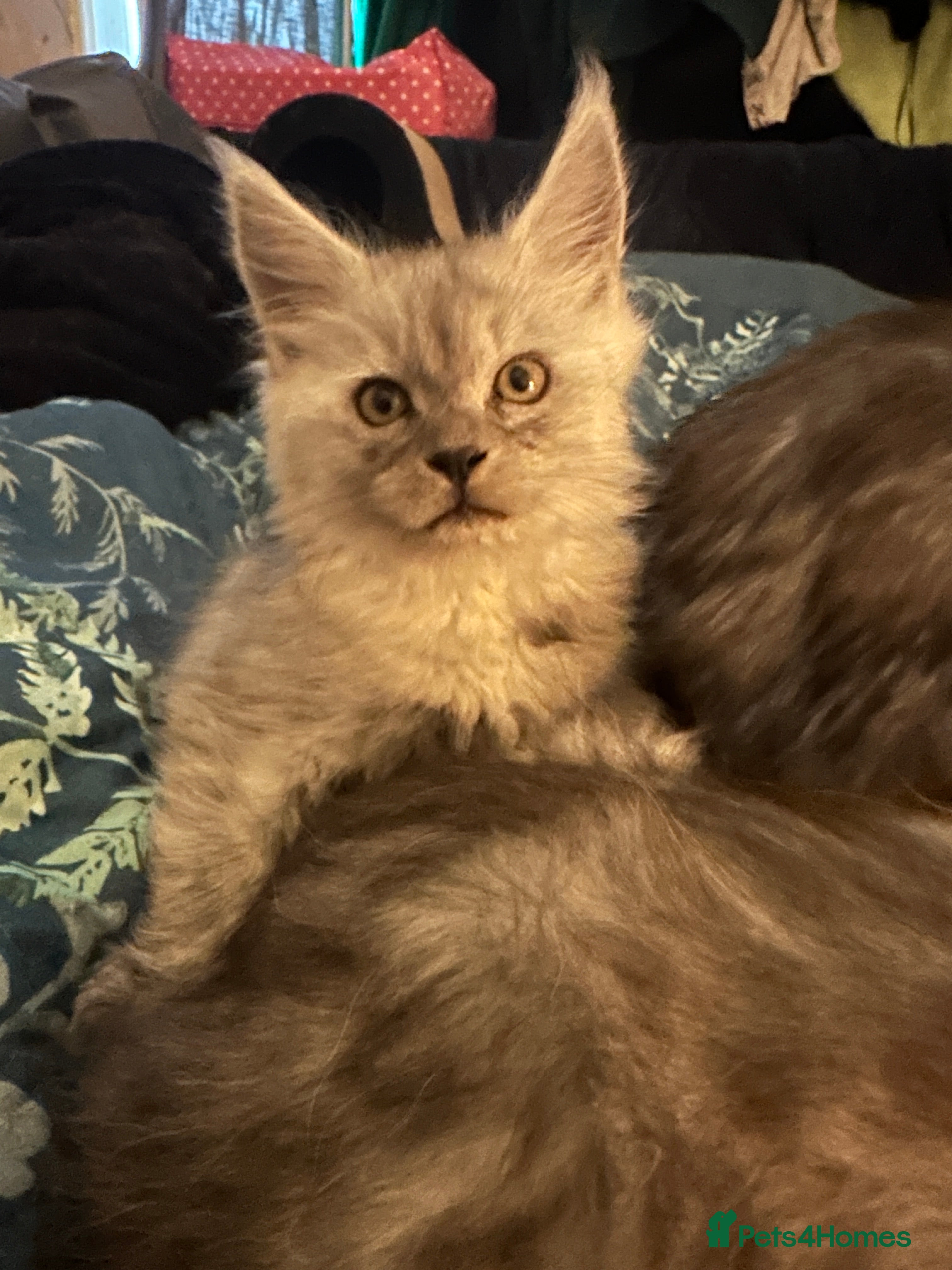 Maine Coon cats Purebred Maine Coon Stunning Kittens - Advert 16